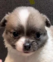 Plushie Poochie, a male Chihuahua for sale in Adamsville, TN – Photo 3 of 8