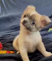 Plushie Poochie, a male Chihuahua for sale in Adamsville, TN – Photo 2 of 9