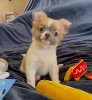 Plushie Poochie, a male Chihuahua for sale in Adamsville, TN – Photo 3 of 9