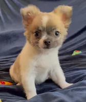 Plushie Poochie, a male Chihuahua for sale in Adamsville, TN – Photo 7 of 9