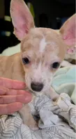 Crystal , a female Chihuahua for sale in Adamsville, TN – 6 of 6