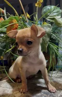 Brownie, a male Chihuahua for sale in Adamsville, TN – 2 of 10