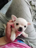 Tiny Casper, a male Chihuahua for sale in Adamsville, TN – 3 of 4