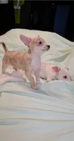 Crystal , a female Chihuahua for sale in Adamsville, TN – 2 of 6