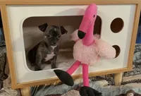 Brandy, a female Chihuahua for sale in Adamsville, TN – 2 of 3