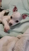 Marshall, a male Chihuahua for sale in Adamsville, TN – 3 of 4