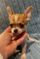 Tiny Tucker, a male Chihuahua for sale in Adamsville, TN – 2 of 8
