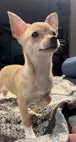 Tiger Lily , a female Chihuahua for sale in Adamsville, TN – 6 of 9
