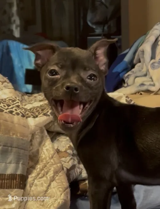 Playful Tori – Chihuahua puppy for sale in Adamsville, TN