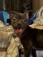 Playful Tori, a female Chihuahua for sale in Adamsville, TN – 1 of 4