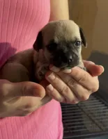 Bruno, a male Chihuahua for sale in Adamsville, TN – 2 of 3