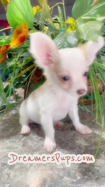 Fluffy Charlie, a male Chihuahua for sale in Adamsville, TN – 9 of 9