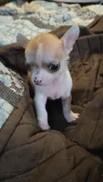 Princess Peach, a female Chihuahua for sale in Adamsville, TN – 3 of 8