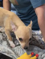 Tiger Lily , a female Chihuahua for sale in Adamsville, TN – 4 of 9