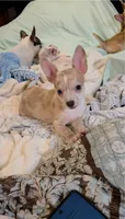 Crystal , a female Chihuahua for sale in Adamsville, TN – 5 of 6