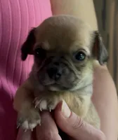 Brownie, a male Chihuahua for sale in Adamsville, TN – 1 of 1
