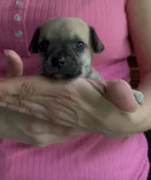 Bruno, a male Chihuahua for sale in Adamsville, TN – 3 of 3