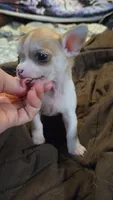 Princess Peach, a female Chihuahua for sale in Adamsville, TN – 4 of 8