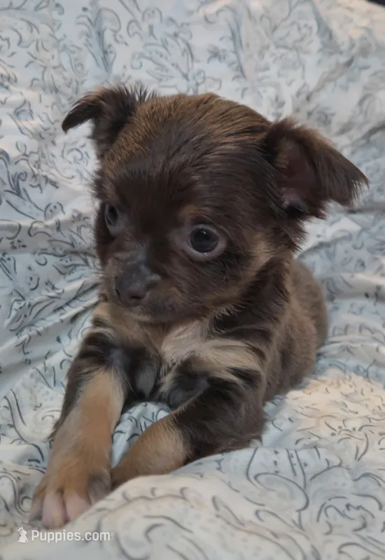 Betsy – Chihuahua puppy for sale in Adamsville, TN