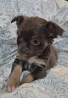 Betsy, a female Chihuahua for sale in Adamsville, TN – 1 of 6