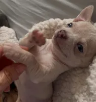 Tiny Munchkin , a male Chihuahua for sale in Adamsville, TN – Photo 6 of 8