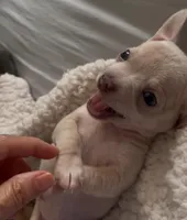 Tiny Munchkin , a male Chihuahua for sale in Adamsville, TN – Photo 5 of 8