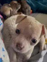 Tiny Munchkin , a male Chihuahua for sale in Adamsville, TN – Photo 8 of 8