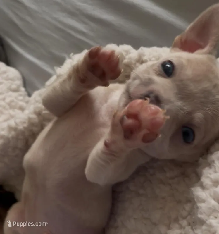 Tiny Munchkin  – Chihuahua puppy for sale in Adamsville, TN