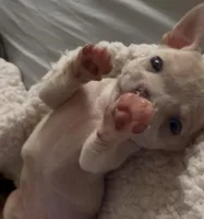 Tiny Munchkin , a male Chihuahua for sale in Adamsville, TN – Photo 1 of 8