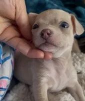 Tiny Munchkin , a male Chihuahua for sale in Adamsville, TN – Photo 4 of 8