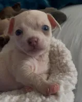 Tiny Munchkin , a male Chihuahua for sale in Adamsville, TN – Photo 2 of 8