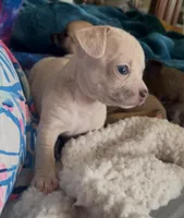 Tiny Munchkin , a male Chihuahua for sale in Adamsville, TN – Photo 3 of 8