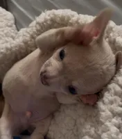 Tiny Munchkin , a male Chihuahua for sale in Adamsville, TN – Photo 7 of 8