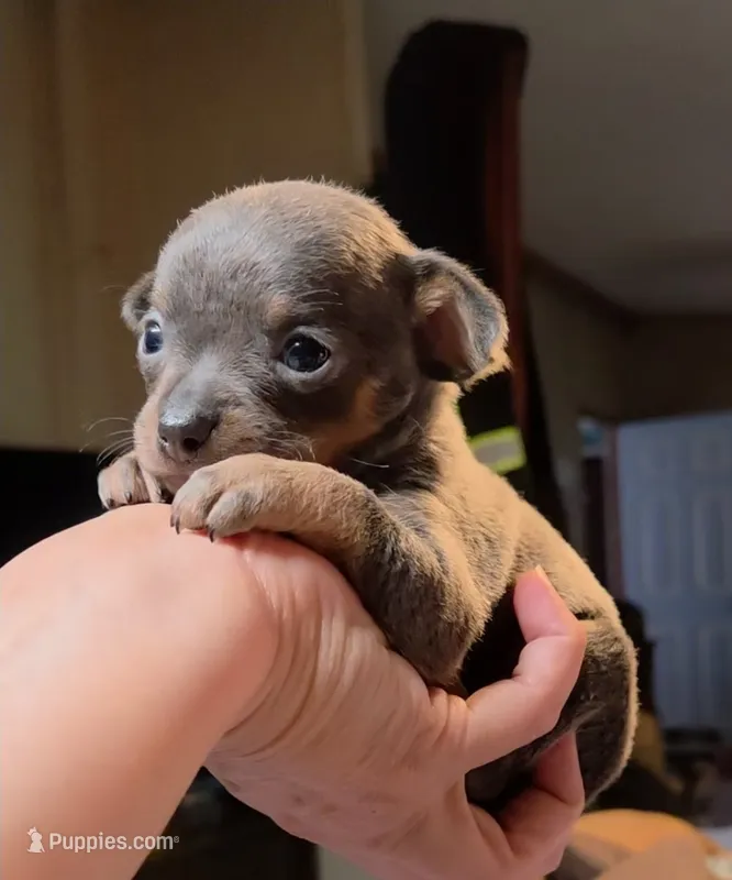 Baby Binky – Chihuahua puppy for sale in Adamsville, TN