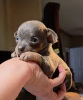 Baby Binky, a female Chihuahua for sale in Adamsville, TN – 1 of 4