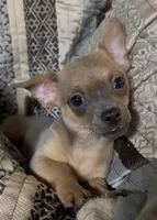 Cute lil Copper, a male Chihuahua for sale in Adamsville, TN – 4 of 10