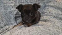 Betsy, a female Chihuahua for sale in Adamsville, TN – 5 of 6