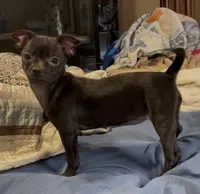 Playful Tori, a female Chihuahua for sale in Adamsville, TN – 3 of 4