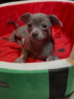 Steele, a male Chihuahua for sale in Adamsville, TN – 8 of 8