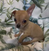 Brownie, a male Chihuahua for sale in Adamsville, TN – 5 of 10