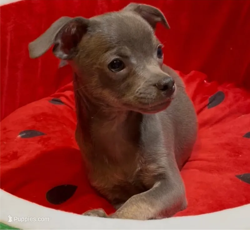 Steele – Chihuahua puppy for sale in Adamsville, TN