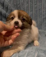 Fluffy Sweet Pea, a female Chihuahua for sale in Adamsville, TN – 3 of 7