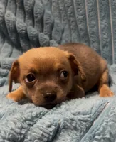 Cute lil Copper, a male Chihuahua for sale in Adamsville, TN – 2 of 4