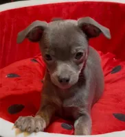 Steele, a male Chihuahua for sale in Adamsville, TN – 2 of 8