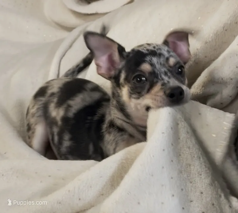 Stoney – Chihuahua puppy for sale in Adamsville, TN