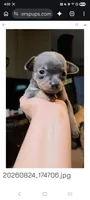 Baby Binky, a female Chihuahua for sale in Adamsville, TN – 2 of 4