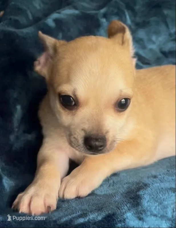 Baby Bear – Chihuahua puppy for sale in Adamsville, TN