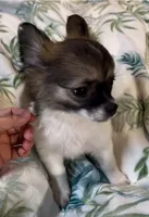 Romeo, a male Chihuahua for sale in Adamsville, TN – 4 of 8