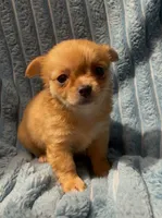 Fluffy Fiona, a female Chihuahua for sale in Adamsville, TN – 3 of 6