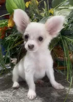 Fluffy Charlie, a male Chihuahua for sale in Adamsville, TN – 5 of 9